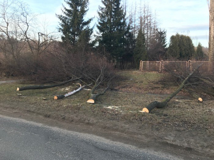 16-drzew-pod-topor-przez-pomyke-foto-67654