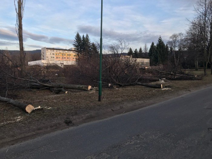 16-drzew-pod-topor-przez-pomyke-foto-67654