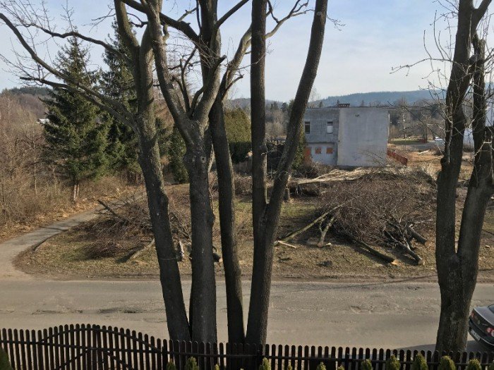 16-drzew-pod-topor-przez-pomyke-foto-67654