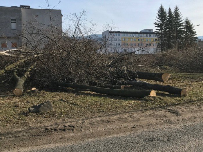 16-drzew-pod-topor-przez-pomyke-foto-67654