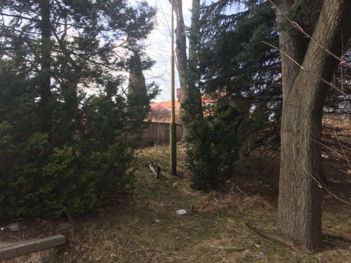 bezpatne-sterylizacje-w-miescie-wolno-zyjacych-kotow-foto-67783