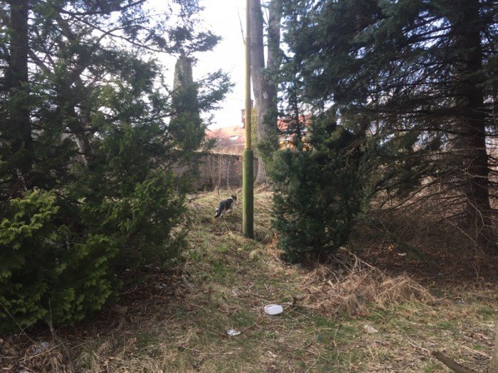 bezpatne-sterylizacje-w-miescie-wolno-zyjacych-kotow-foto-67783