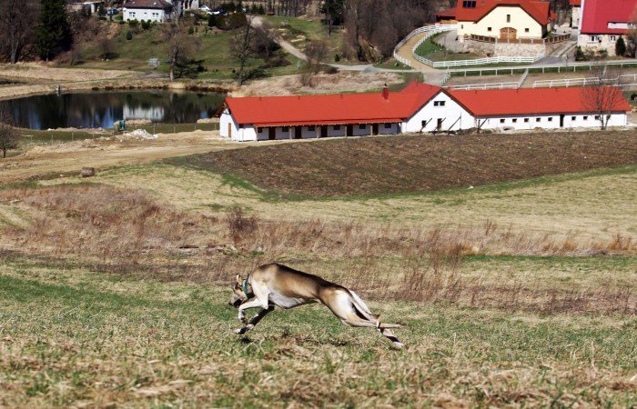 terenowe-wyscigi-chartow-wkrotce-w-rybnicy-foto-67990