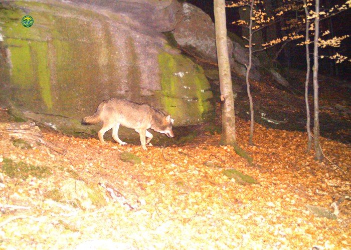 wilki-wrociy-w-karkonosze-foto-video-68052