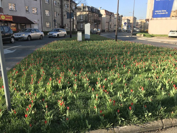 miasto-zakwita-tysiacami-kwiatow-foto-68217