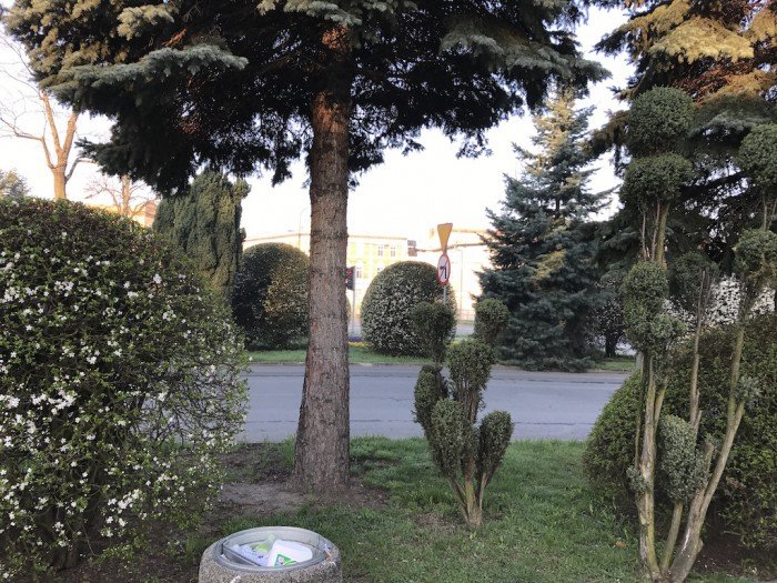 miasto-zakwita-tysiacami-kwiatow-foto-68217