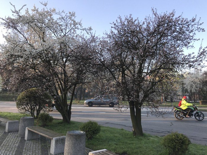 miasto-zakwita-tysiacami-kwiatow-foto-68217