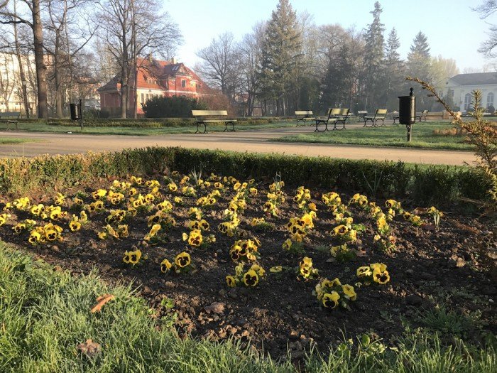 miasto-zakwita-tysiacami-kwiatow-foto-68217