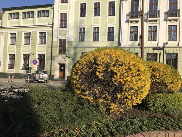 miasto-zakwita-tysiacami-kwiatow-foto-68217