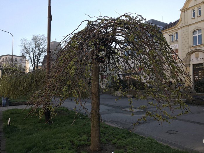 miasto-zakwita-tysiacami-kwiatow-foto-68217