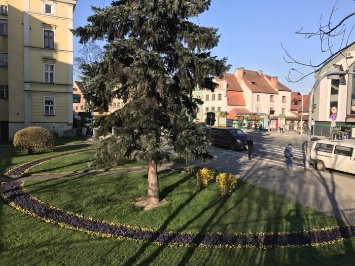 miasto-zakwita-tysiacami-kwiatow-foto-68217