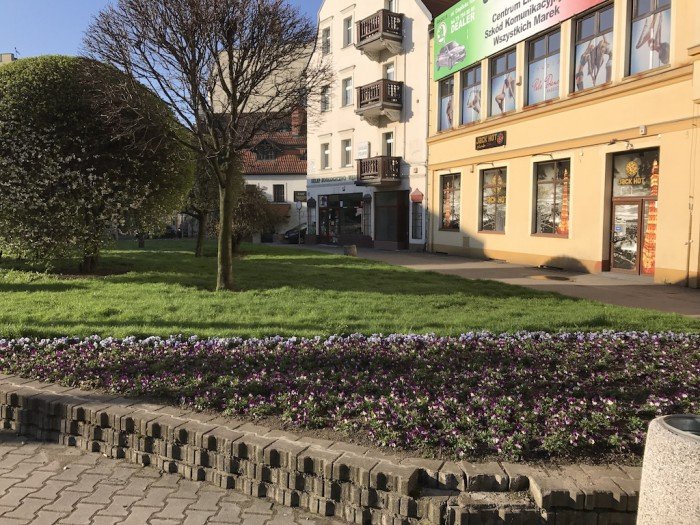 miasto-zakwita-tysiacami-kwiatow-foto-68217