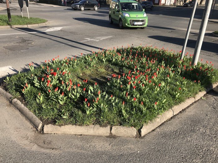 miasto-zakwita-tysiacami-kwiatow-foto-68217