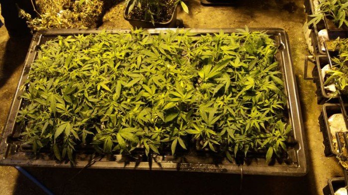 duza-plantacja-konopi-indyjskich-zlikwidowana-foto-68410