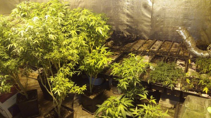 duza-plantacja-konopi-indyjskich-zlikwidowana-foto-68410