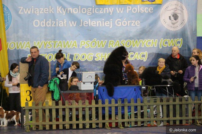 rasowe-psy-opanoway-park-sportowy-foto-68535