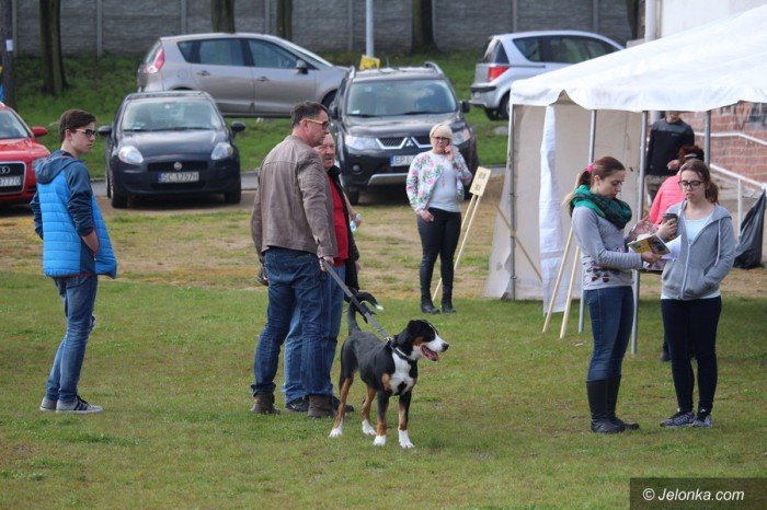 rasowe-psy-opanoway-park-sportowy-foto-68535