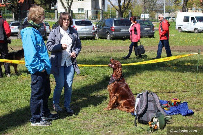 psie-pieknosci-mae-i-duze-foto-68545
