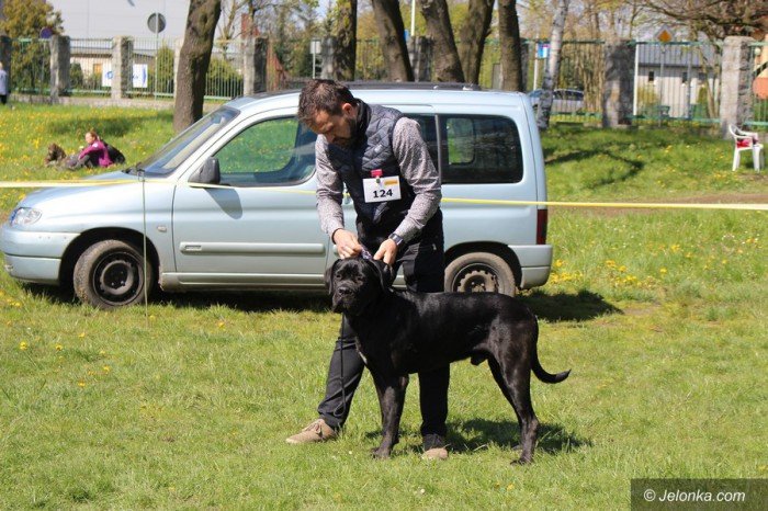 psie-pieknosci-mae-i-duze-foto-68545