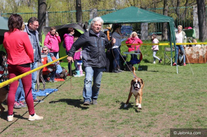 psie-pieknosci-mae-i-duze-foto-68545