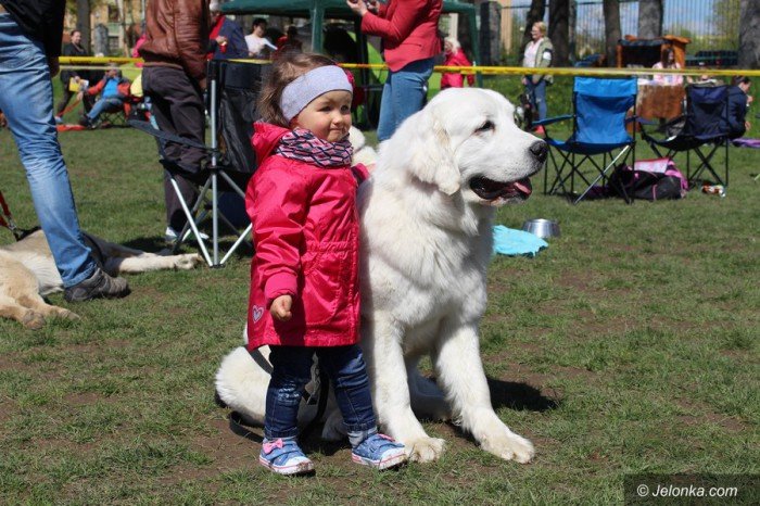 psie-pieknosci-mae-i-duze-foto-68545