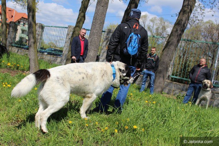 psie-pieknosci-mae-i-duze-foto-68545