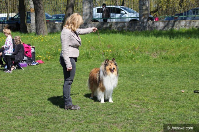 psie-pieknosci-mae-i-duze-foto-68545