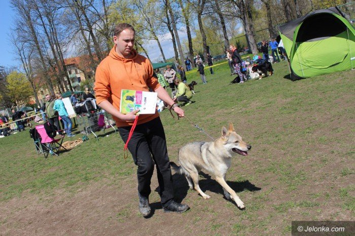 psie-pieknosci-mae-i-duze-foto-68545