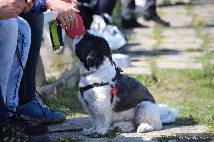 psie-pieknosci-mae-i-duze-foto-68545