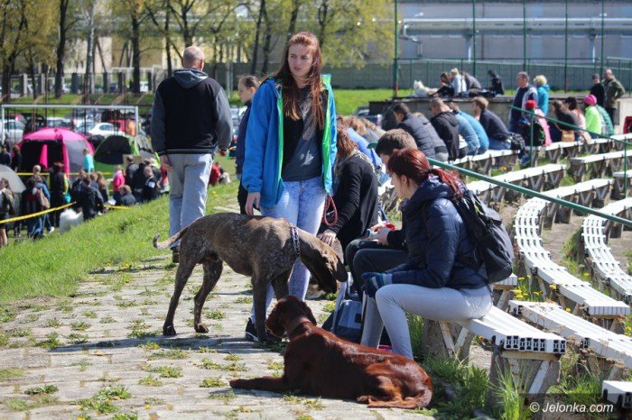 psie-pieknosci-mae-i-duze-foto-68545