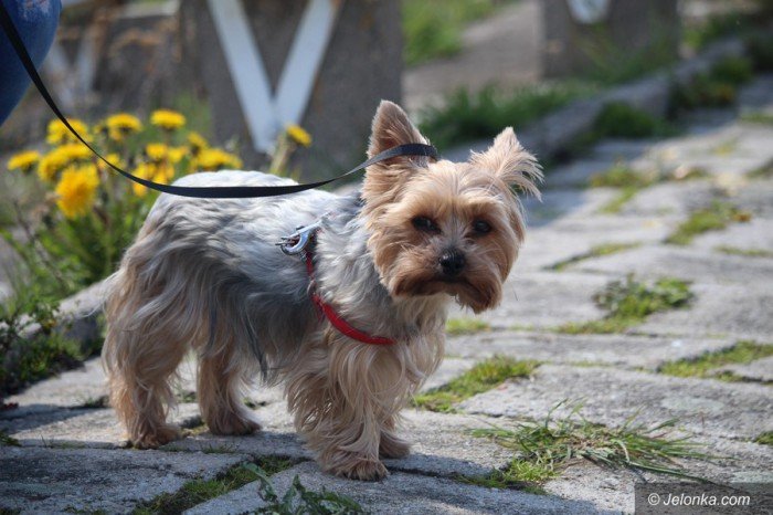 psie-pieknosci-mae-i-duze-foto-68545