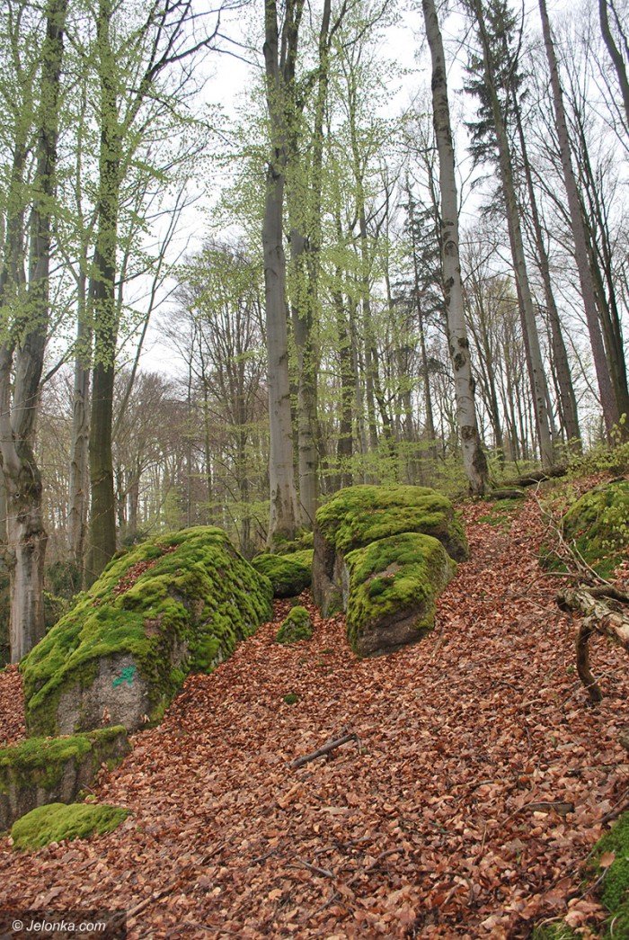 majowy-park-w-majewie-zaprasza-foto-68550