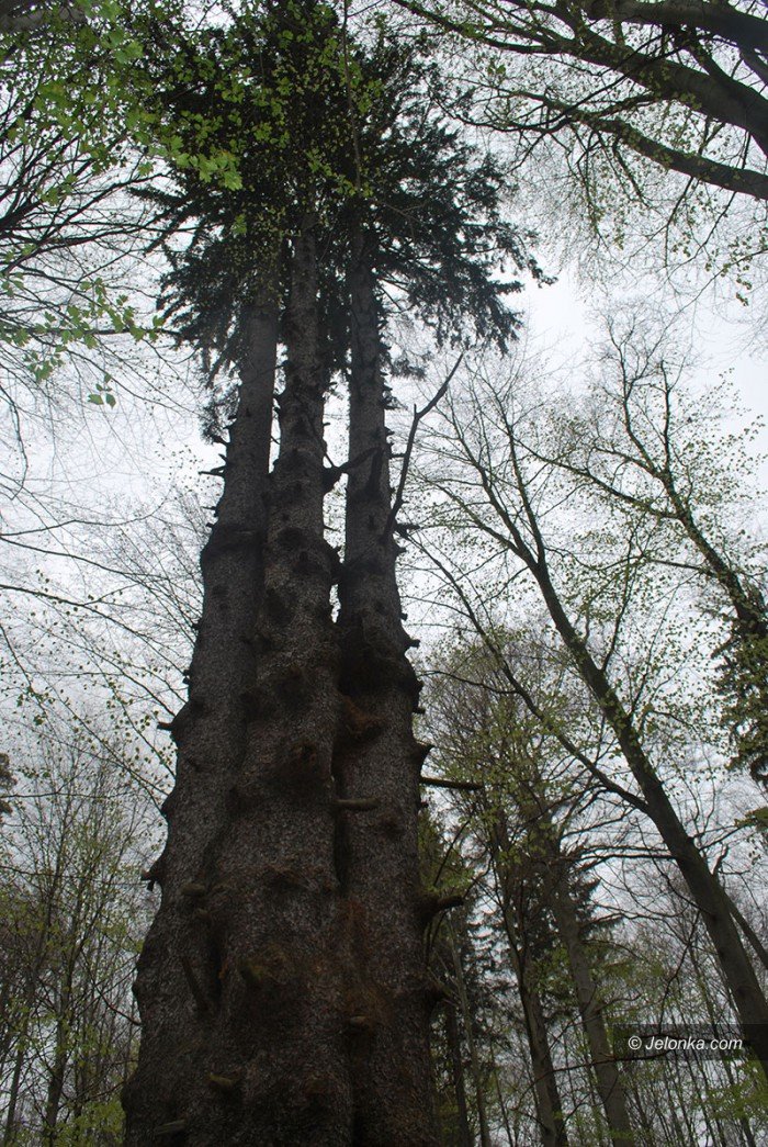 majowy-park-w-majewie-zaprasza-foto-68550