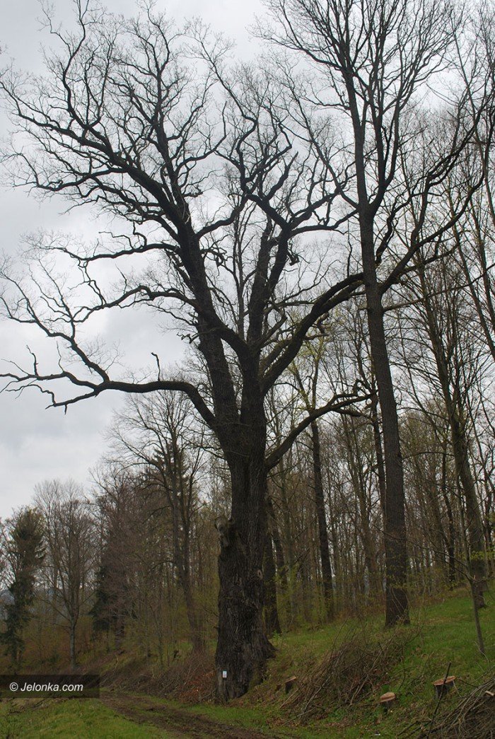 majowy-park-w-majewie-zaprasza-foto-68550