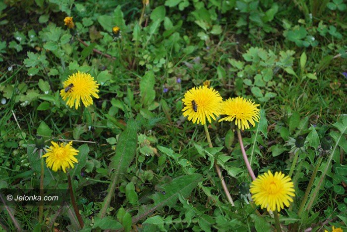 wkrotce-pszczelarskie-swieto-foto-68613