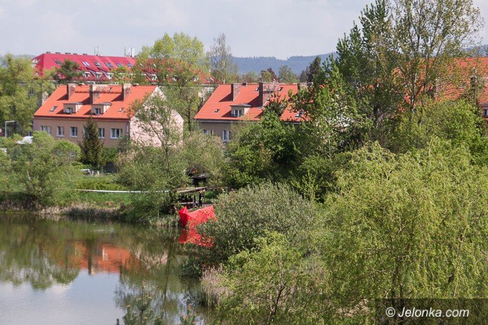 zwoki-w-stawie-przy-morcinka-aktualizacja-foto-68748