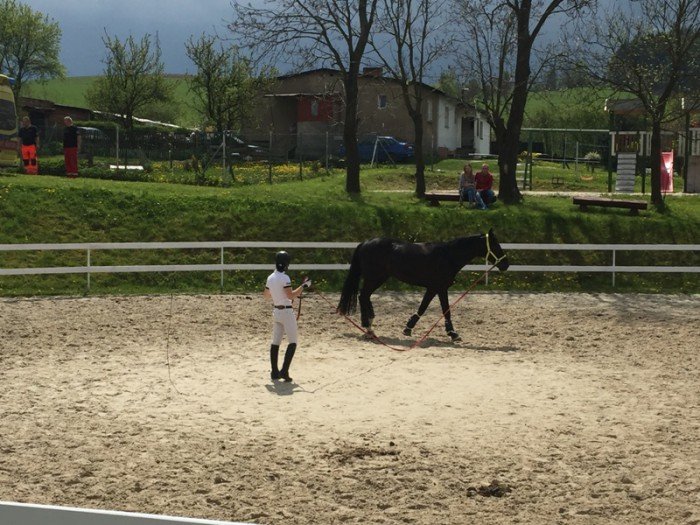zawody-w-ujezdzaniu-koni-w-rybnicy-foto-68756
