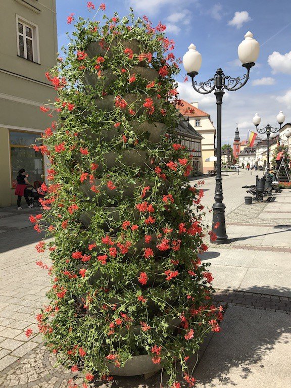 jelenia-gora-rozkwita-tysiacami-kwiatow-foto-68819