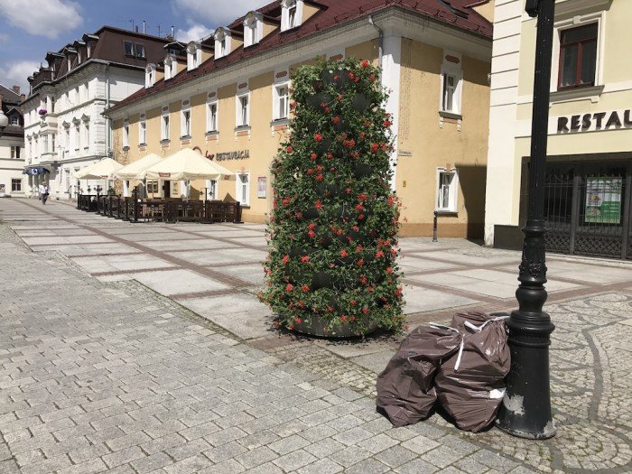 jelenia-gora-rozkwita-tysiacami-kwiatow-foto-68819