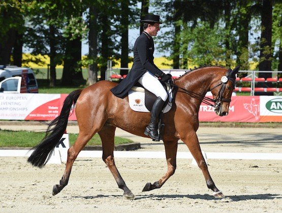 rozpocza-sie-pierwszy-konkurs-strzegom-horse-trials-68828