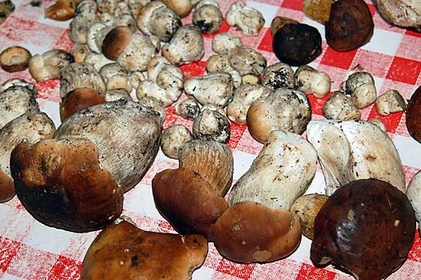 grzybiarze-ostrza-noze-6887
