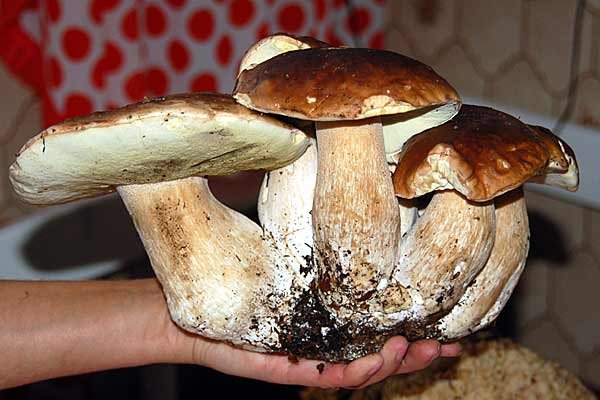 grzybiarze-ostrza-noze-6887