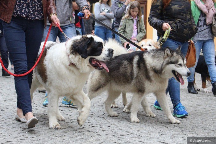 paraduja-bo-kochaja-zwierzeta-foto-68876