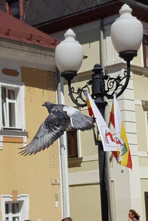 wodnikowi-ratownicy-pomogli-goebiowi-foto-68995