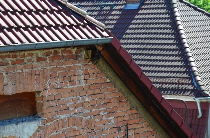 strazacy-uratowali-jerzyka-foto-69005