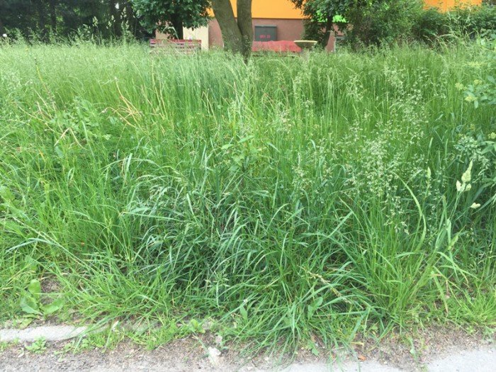 czytelnik-kiedy-wykosza-trawe-przy-ulicy-dziakowicza-foto-69159