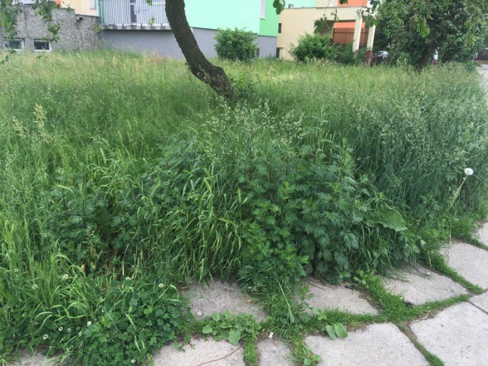 czytelnik-kiedy-wykosza-trawe-przy-ulicy-dziakowicza-foto-69159