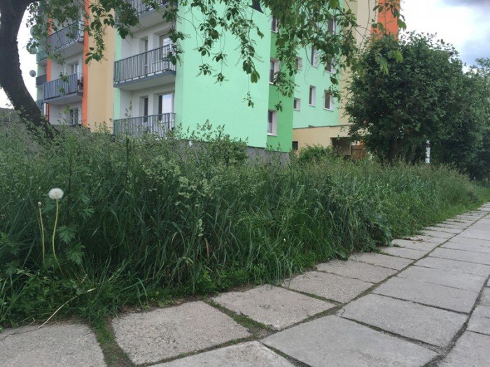 czytelnik-kiedy-wykosza-trawe-przy-ulicy-dziakowicza-foto-69159