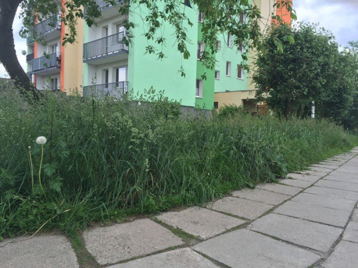 czytelnik-kiedy-wykosza-trawe-przy-ulicy-dziakowicza-foto-69159
