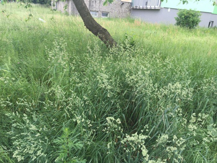 czytelnik-kiedy-wykosza-trawe-przy-ulicy-dziakowicza-foto-69159